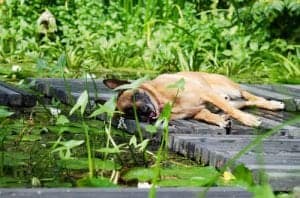 Mehr über den Artikel erfahren Wellness im Garten