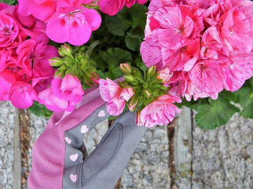 Die Rosenpflege kann vom Mieter übernommen werden - der Mietvertrag regelt die Gartenpflege