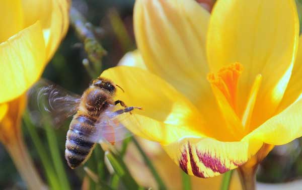 Frühblüher mit gelben Blühten locken Hummeln, Bienen und Insekten an