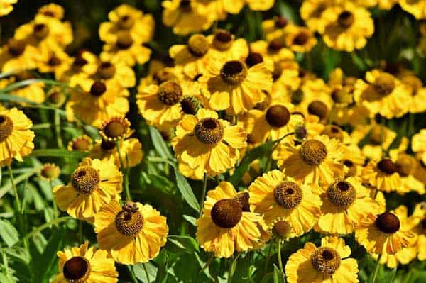 Der Sonnenhut lässt den Garten in Gelb zum Spätsommer erstrahlen