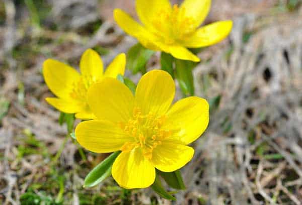 Winterlinge läuten mit ihren gelben Blüten den Fröhling ein