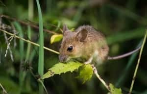 Mäuse im Garten - Wie kann man Mäuse im Garten bekämpfen?