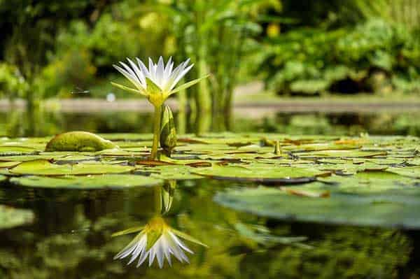Teichrose im Gartenteich