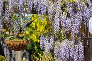 Mehr über den Artikel erfahren Sichtschutz für Garten und Balkon