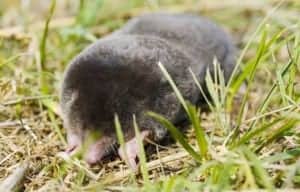 Den Maulwurf mittels Maulwurfgitter gar nicht in den Garten lassen