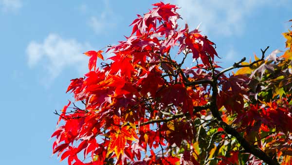 Gartenpflege im Herbst