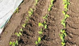 Junge Erbsen zur Verbesserung der Standfestigkeit mit Erde angehäufelt