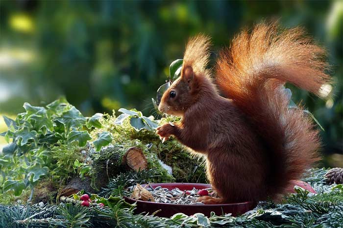 Eichhörnchenfutter Eichhörnchenfutter