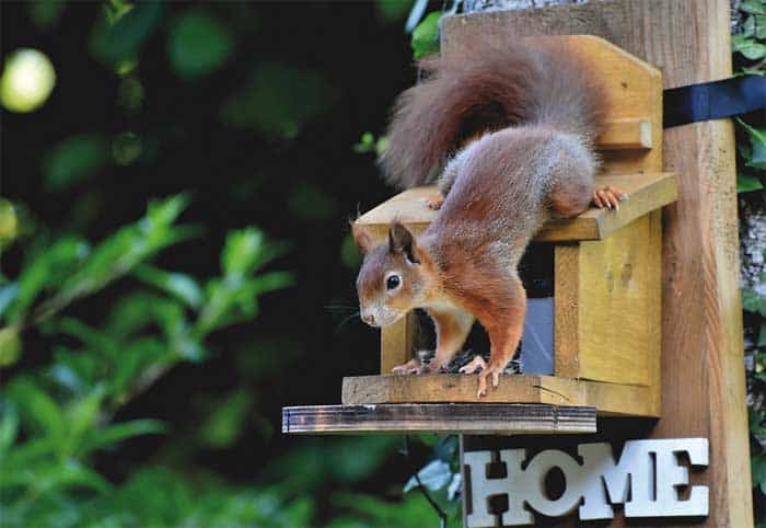 Individuelles Eichhörnchenhaus Individuelles Eichhörnchenhaus