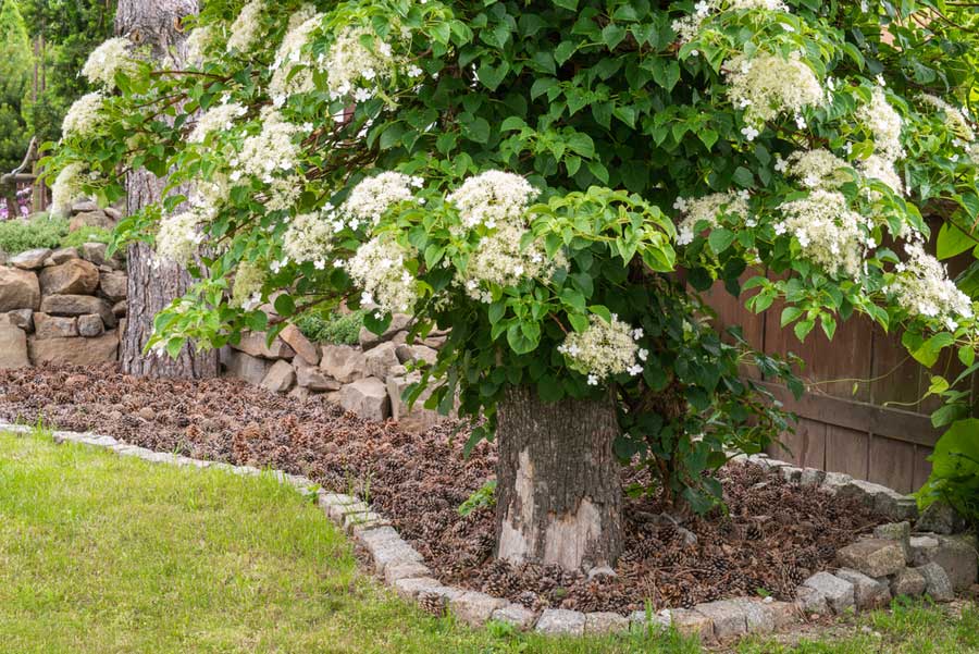 Kletterhortensie (depositphotos.com)