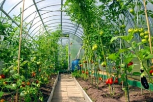 Treibhaus zum Pflanzenanbau (depositphotos.com)