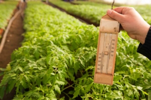 Thermometer kontrolliert die Gewächshausheizung (depositphotos.com) Thermometer kontrolliert die Gewächshausheizung (depositphotos.com)