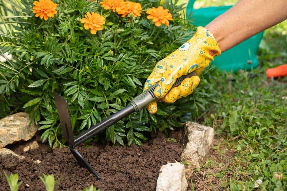 Gartenhacke im Einsatz mit Schutzhandschuh (depositphotos.com) Gartenhacke im Einsatz mit Schutzhandschuh (depositphotos.com)