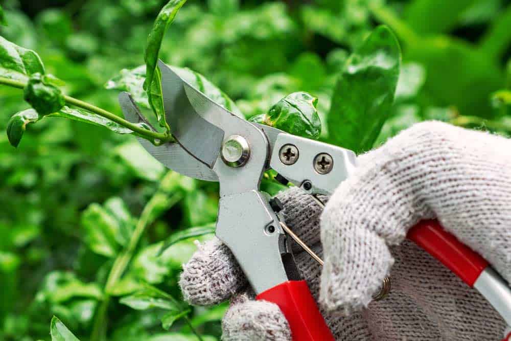 Gartenschere im Einsatz (depositphotos.com) Gartenschere im Einsatz (depositphotos.com)
