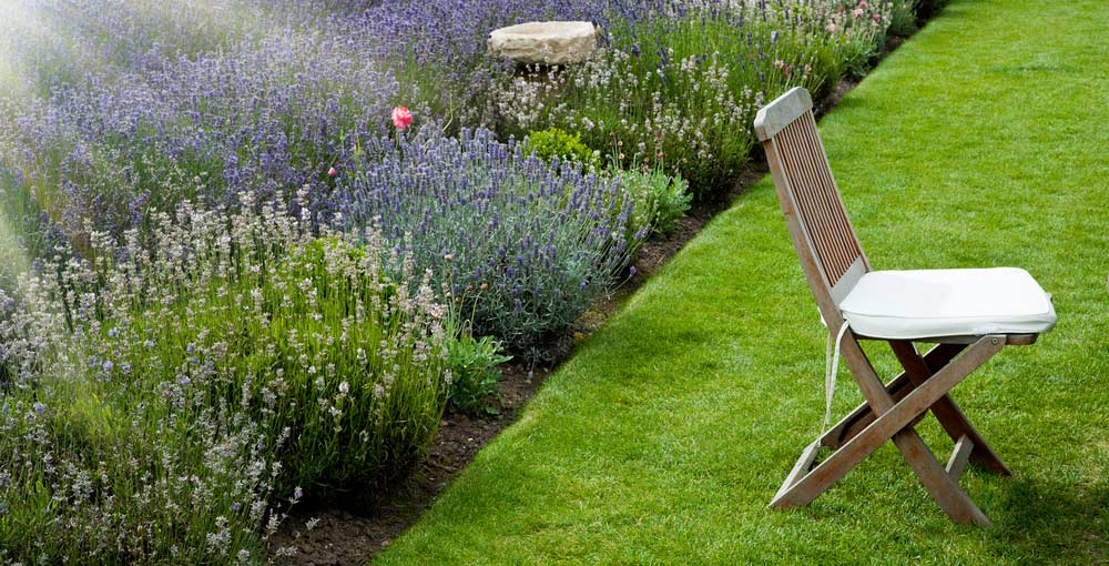 Lavendel im Garten (depositphotos.com)