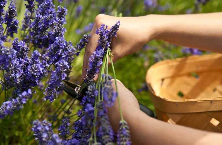 Read more about the article Lavendel Rückschnitt: Schnittanleitung, Optimaler Schnittzeitpunkt und Technik