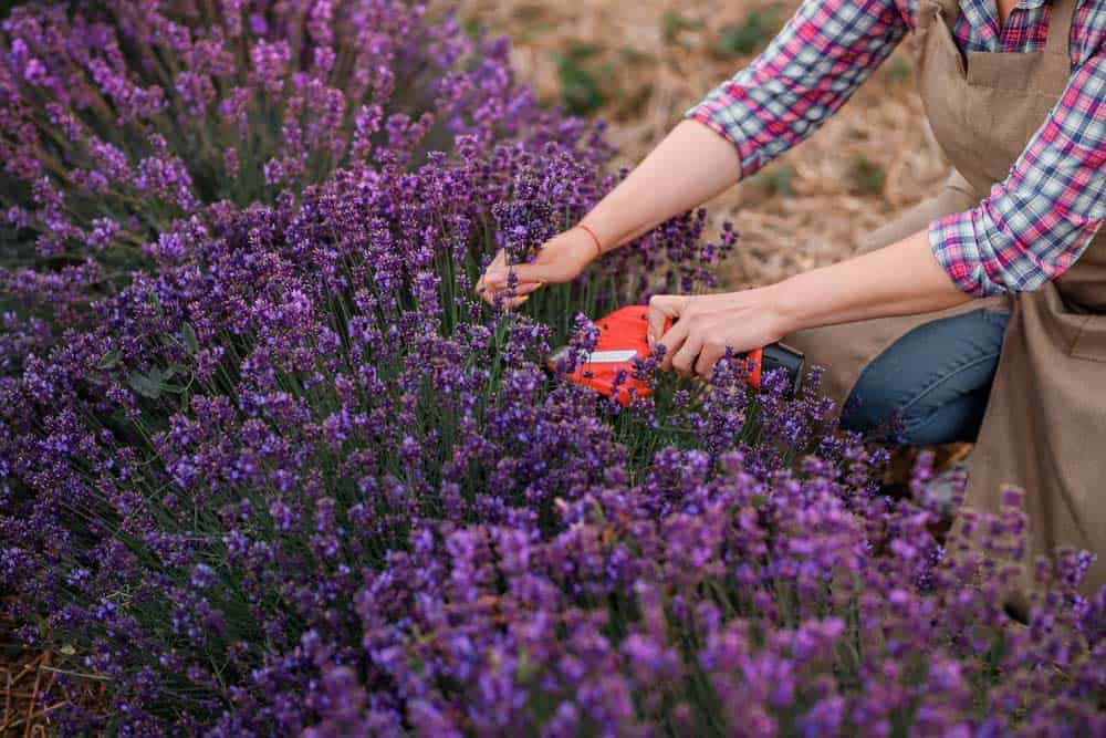 Lavendel mit einer elektrischen Gartenschere schneiden (depositphotos.com)