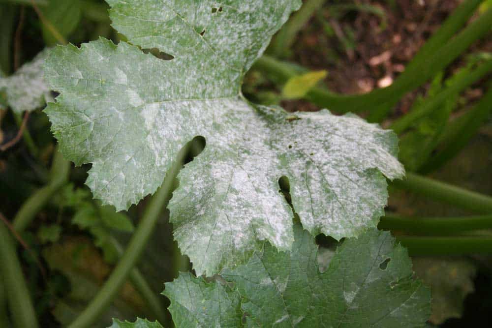 Mehltau an Zucchini Blatt (depositphotos.com) Mehltau an Zucchini Blatt (depositphotos.com)