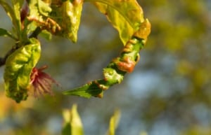 Kräuselkrankheit bei Obstbäumen (depositphotos.com)