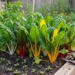 Mangold nachsäen für Dauerfrische: Tipps für non-stop Ertrag