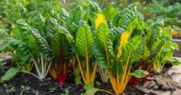Mangold nachsäen für Dauerfrische