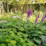 Bienenfreundliche Stauden für den Schatten