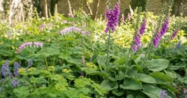Bienenfreundliche Stauden für den Schatten